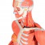 Figura humana feminina com músculos (Desmontable em 23 peças)