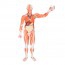 Figura humana masculina com músculos de tamanho natural (Desmontable em 37 peças)