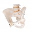 Modelo anatómico do esqueleto da pelvis feminina
