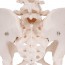 Modelo anatómico do esqueleto da pelvis feminina