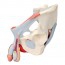 Modelo anatómico de pelvis masculina com ligamentos, copos, nervos, chão pélvico e órgãos (Sete peças)