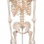 Esqueleto clássico anatómico Stan: em suporte de cinco patas com rodas