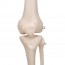 Esqueleto clássico anatómico Stan: em suporte de cinco patas com rodas