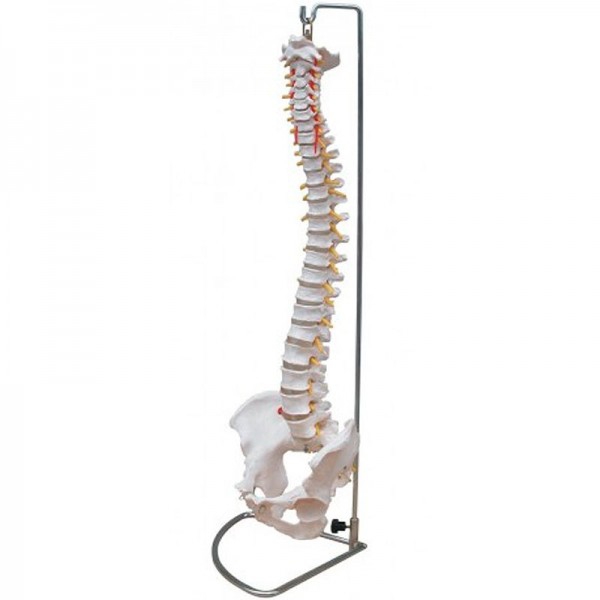 Coluna Vertebral de Tamanho Natural com Pelvis Coluna Vertebral de Tamanho Natural com Pelvis