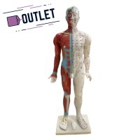 Modelo anatómico de corpo humano masculino 85 cm - OUTLET