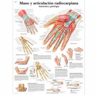Lâmina de anatomia: Mão e articulação radiocarpiana