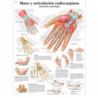 Lâmina de anatomia: Mão e articulação radiocarpiana Lâmina de anatomia: Mão e articulação radiocarpiana