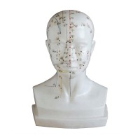Modelo anatómico de cabeça humana 21 cm: Gravada a situação dos pontos de acupuntura