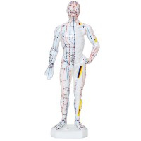 Modelo Anatómico de Corpo Humano Masculino 26 cm: 361 pontos de acupuntura e 80 pontos curiosos