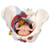 Modelo anatómico de pelvis feminina com ligamentos, veias, nervos, chão pélvico e órgãos (seis partes)