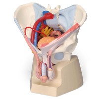Modelo anatómico de pelvis masculina com ligamentos, copos, nervos, chão pélvico e órgãos (Sete peças)