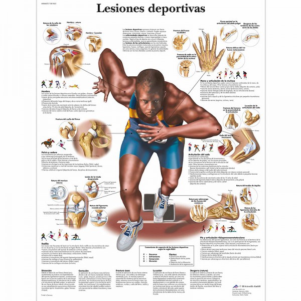 Lâmina de anatomia: Lesões desportivas