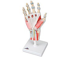 Articulações Articulações