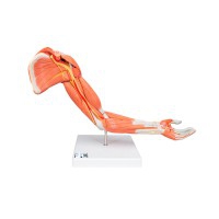 Modelo de braço com músculos: Seis partes diferentes