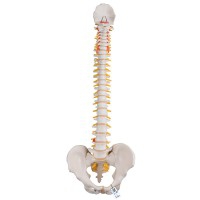 Modelo de coluna vertebral flexível: Versão clássica