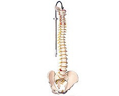 Coluna vertrebral Coluna vertrebral