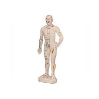 Corpo Humano Masculino (Borracha 26 cm)