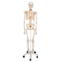 Esqueleto anatómico de luxo Fred: esqueleto flexível em suporte de cinco patas com rodas