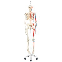 Esqueleto anatómico Max: com músculos e pendurado em pé metálico com cinco rodas