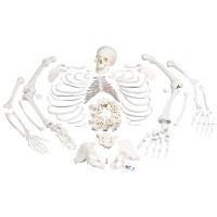 Esqueleto completo desarticulado: com crânio de três peças