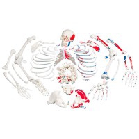 Esqueleto completo desarticulado com descrição de músculos