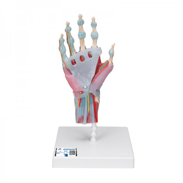 Modelo do esqueleto da mão com ligamentos e músculos Modelo do esqueleto da mão com ligamentos e músculos