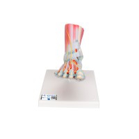 Modelo do esqueleto do pé com ligamentos e músculos