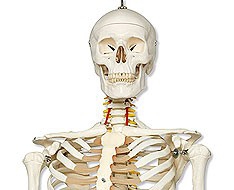 Esqueletos Esqueletos