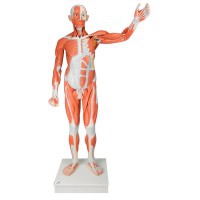 Figura humana masculina com músculos de tamanho natural (Desmontable em 37 peças)