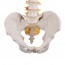 Modelo de coluna vertebral flexível: Versão clássica Modelo de coluna vertebral flexível: Versão clássica
