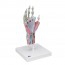 Modelo do esqueleto da mão com ligamentos e músculos Modelo do esqueleto da mão com ligamentos e músculos