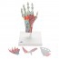 Modelo do esqueleto da mão com ligamentos e músculos Modelo do esqueleto da mão com ligamentos e músculos