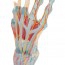 Modelo do esqueleto da mão com ligamentos e músculos Modelo do esqueleto da mão com ligamentos e músculos