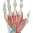 Modelo do esqueleto da mão com ligamentos e músculos Modelo do esqueleto da mão com ligamentos e músculos