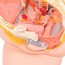 Modelo anatómico de pelvis feminina (Duas peças) Modelo anatómico de pelvis feminina (Duas peças)