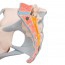 Modelo anatómico de pelvis feminina com ligamentos e secção média sagital através dos músculos do andar pélvico (Quatro partes) Modelo anatómico de pelvis feminina com ligamentos e secção média sagital através dos músculos do andar pélvico (Quatro partes)