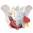 Modelo anatómico de pelvis feminina com ligamentos, veias, nervos, chão pélvico e órgãos (seis partes)