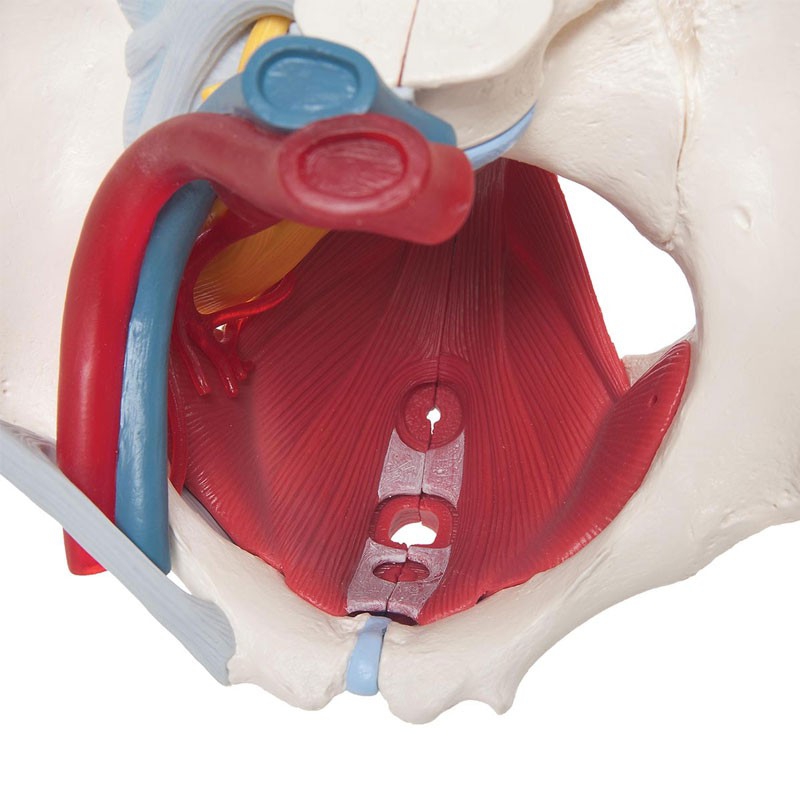 Modelo anatómico de pelvis feminina com ligamentos, veias, nervos, chão ...