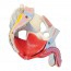 Modelo anatómico de pelvis masculina com ligamentos, copos, nervos, chão pélvico e órgãos (Sete peças) Modelo anatómico de pelvis masculina com ligamentos, copos, nervos, chão pélvico e órgãos (Sete peças)