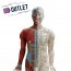 Modelo anatómico de corpo humano masculino 85 cm - OUTLET