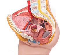 Genital e Pelvis Genital e Pelvis