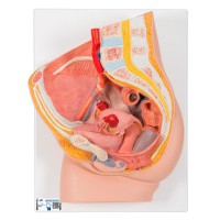 Modelo anatómico de pelvis feminina (Duas peças)