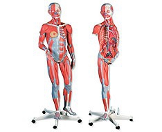 Modelos anatómicos e lâminas Modelos anatómicos e lâminas