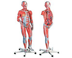 Modelos anatómicos e lâminas