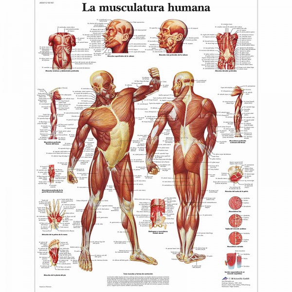 Lâmina de anatomia: Musculatura humana