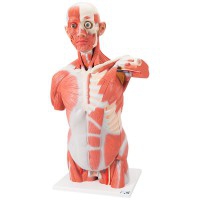 Modelo de torso com músculos de tamanho natural desmontable (27 partes diferentes)