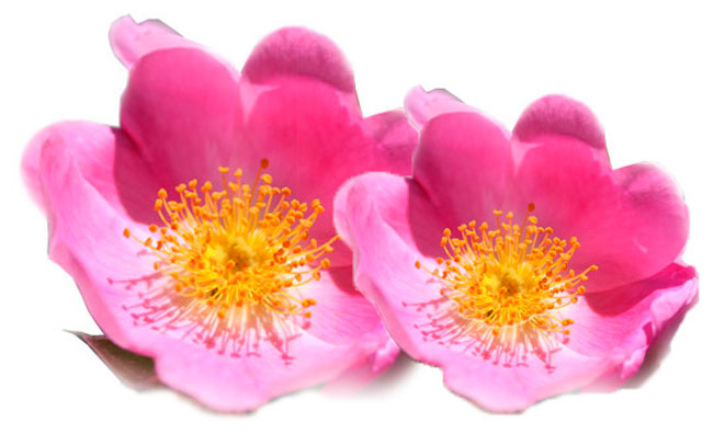 Image result for Rosa affinis rubiginosa